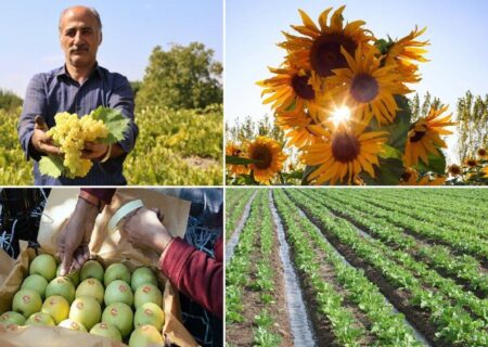 تولید سالانه ۲۶۷ هزار تن محصولات کشاورزی در تبریز