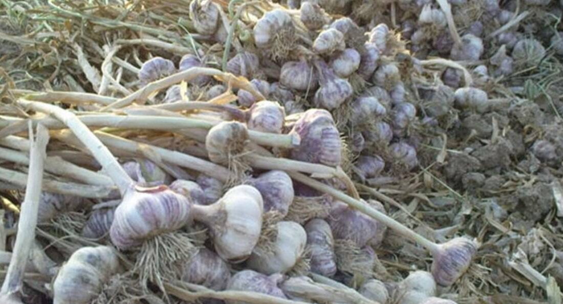 برداشت ۱۸هزارتن سیر از مزارع آذربایجان شرقی