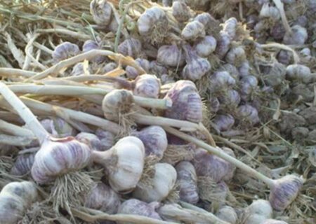 برداشت ۱۸هزارتن سیر از مزارع آذربایجان شرقی