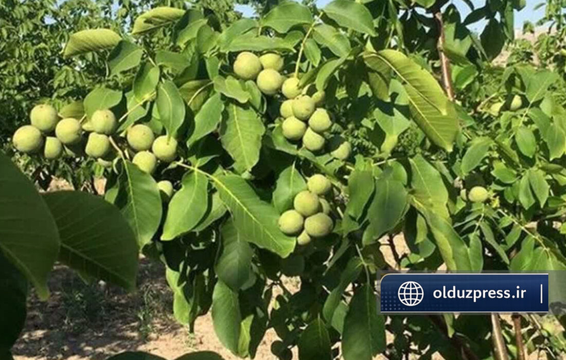 باغات گردوی عجب شیر نیازمند نوسازی است  